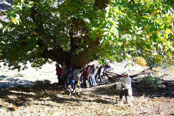 Menschen unter einem jahrhundertealten Kastanienbaum